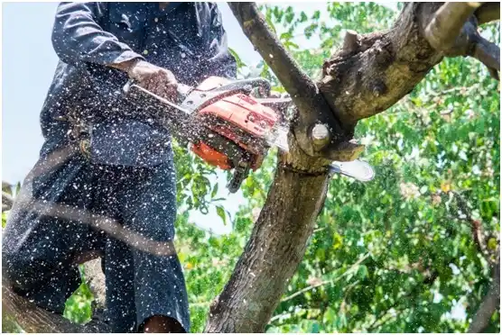 tree services Scalp Level